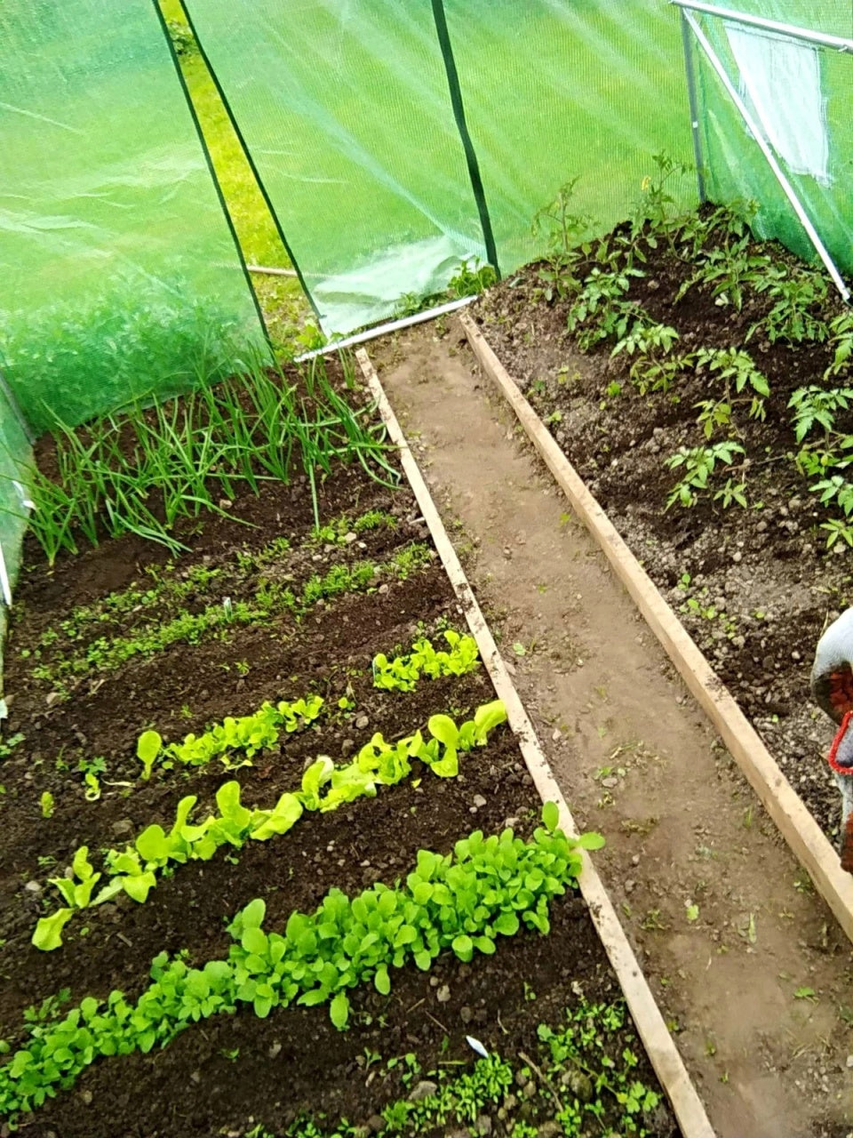 Baštenski tunelski plastenik sa folijom, 10 segmenata, zeleni, 10 × 4 × 2 m