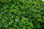 ZELENI ZID 3D TARA 2 100X100 CM