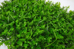 ZELENI ZID 3D WILD 40X60 CM